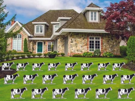 Extra Cows To Pair With Our Holy Cow! Look Who Is Birthday Sets | 27pc Set Online now