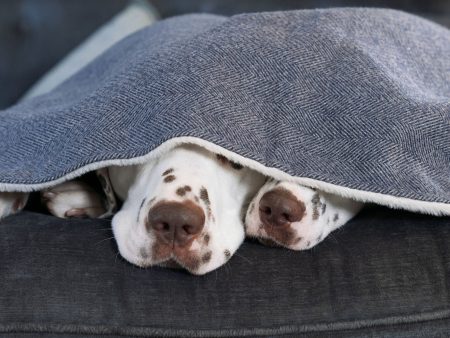 Dog & Puppy Blanket in Herringbone Tweed by Lords & Labradors Fashion