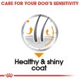 Royal Canin Coat Care Wet Adult Dog Food (Case of 12) Supply