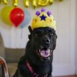 P.L.A.Y. Party Time Canine Crown Toy Plush Dog Toy Online Hot Sale