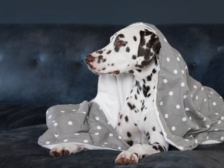 Dog & Puppy Blanket in Spots & Stripes by Lords & Labradors Online now