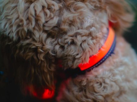 Zoon Flash & Go Rechargeable Collar For Sale